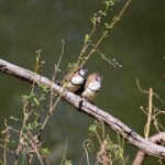 two birds sitting on a branch