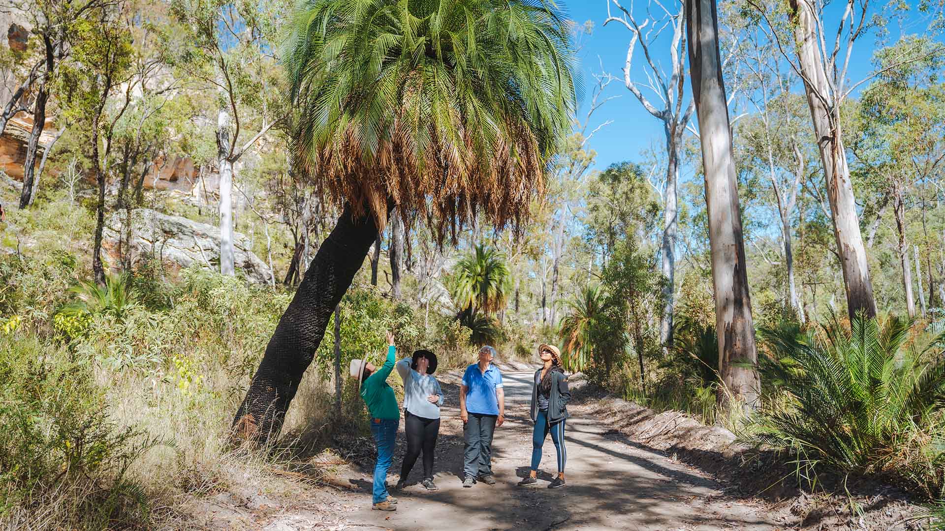 Four people standing underneath a cycad tree