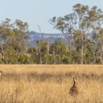 Two emus stood in tall grass