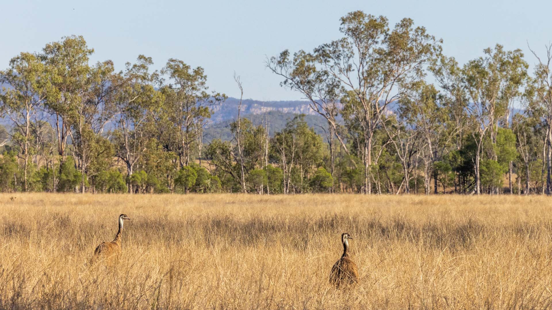 Two emus stood in tall grass