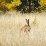 A kangaroo standing in tall grass