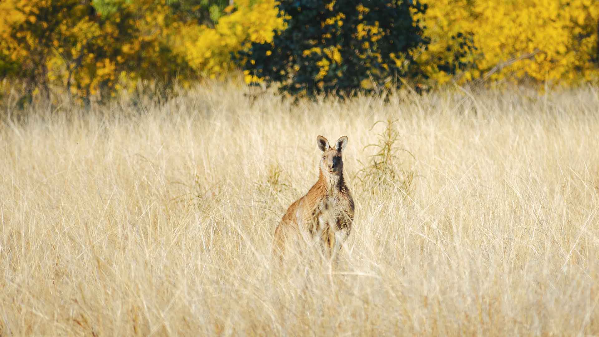 A kangaroo standing in tall grass