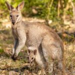 A wallaroo in the bush with a joey in her pouch