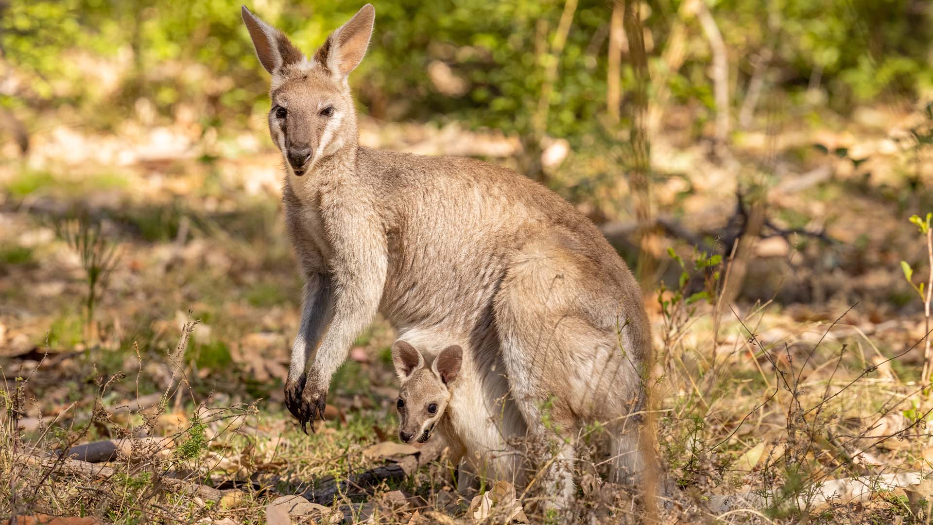 A wallaroo in the bush with a joey in her pouch