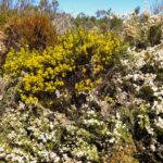 Field of Australian native wildflowers