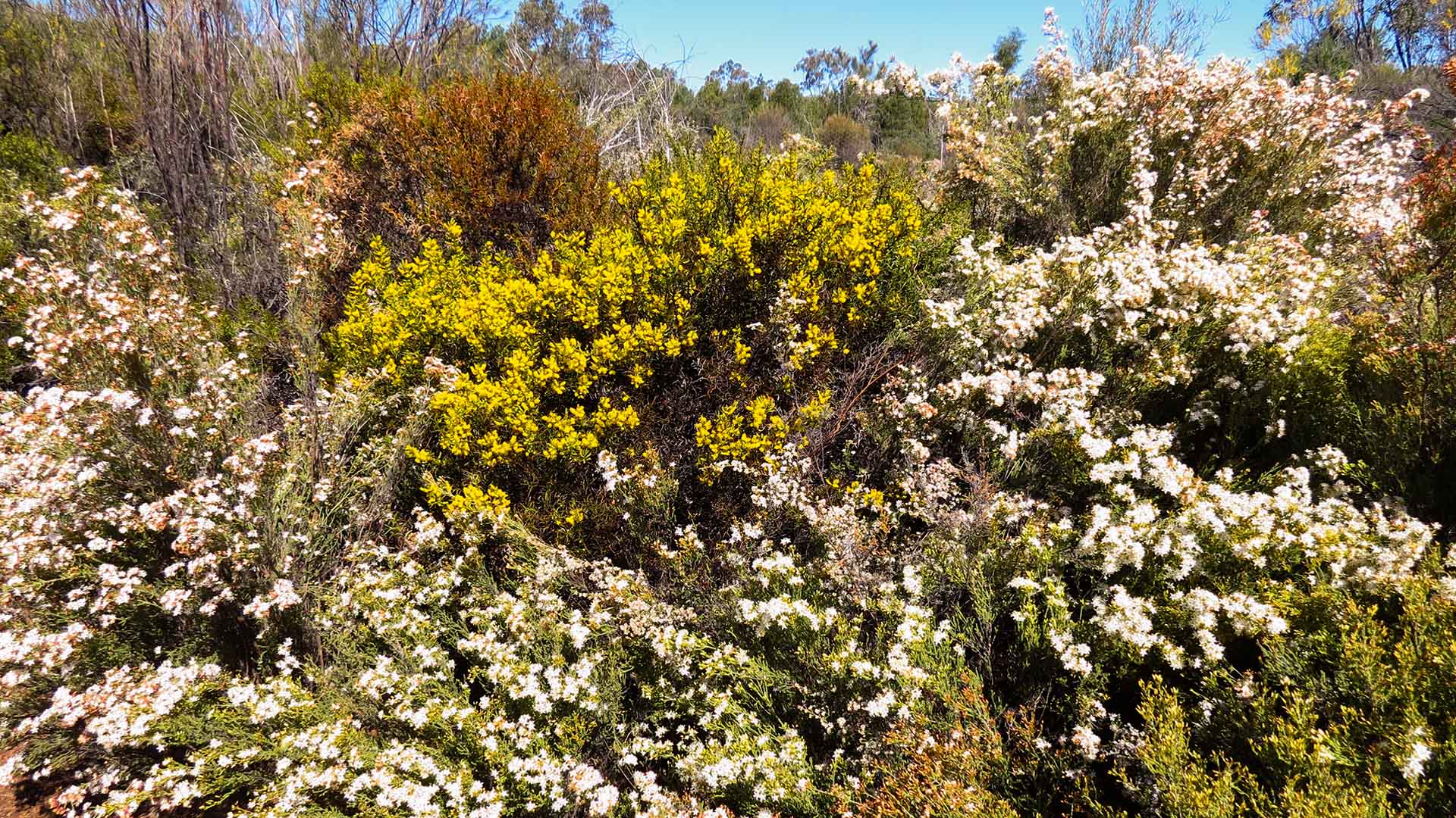 Field of Australian native wildflowers
