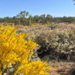 Field view of Gurulmundi wildflowers