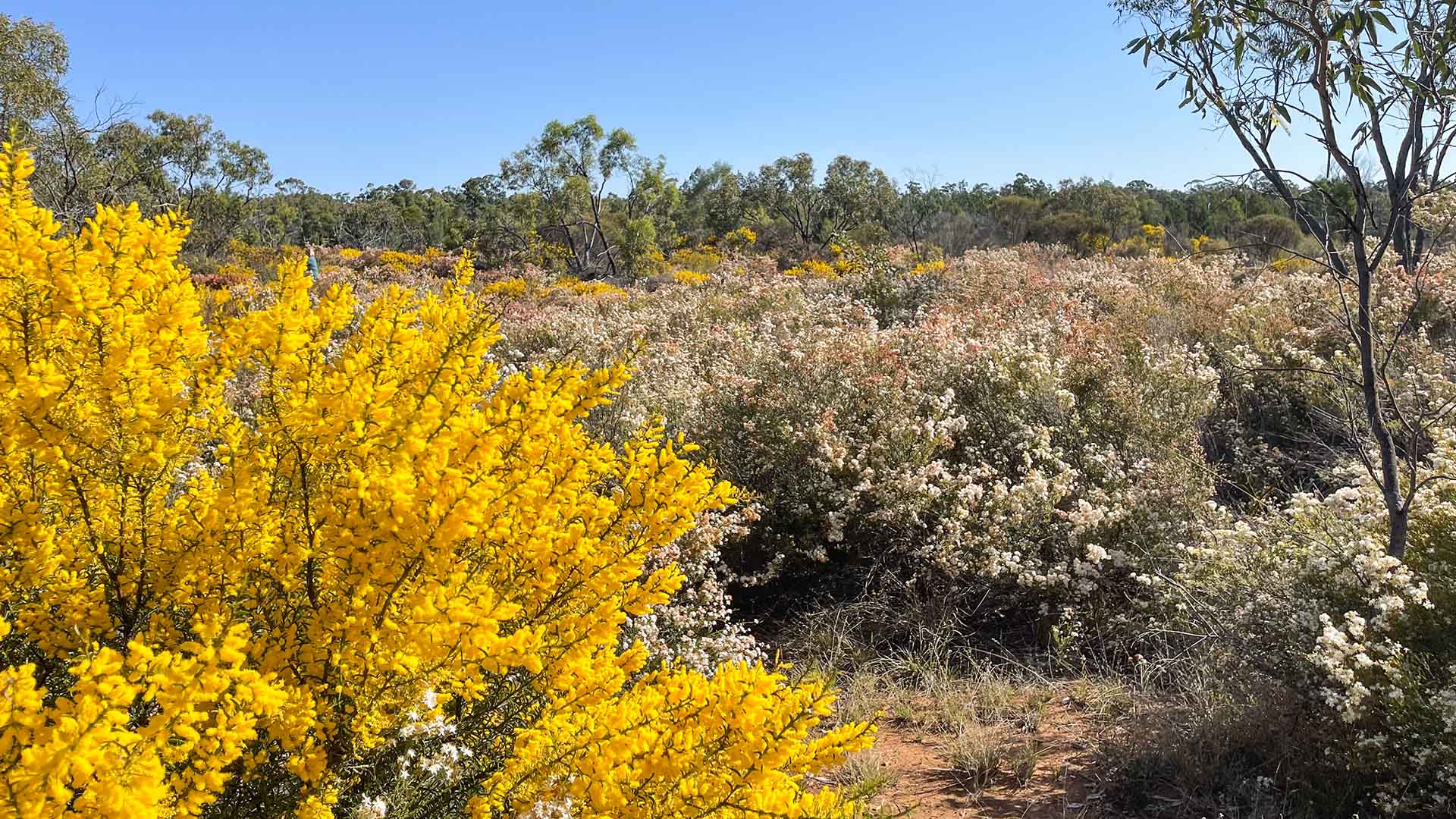 Field view of Gurulmundi wildflowers