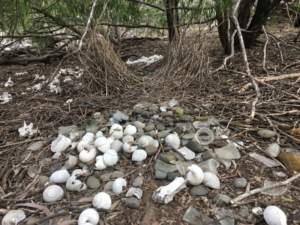 bower of spotted bowerbird nest Roma Queensland tours