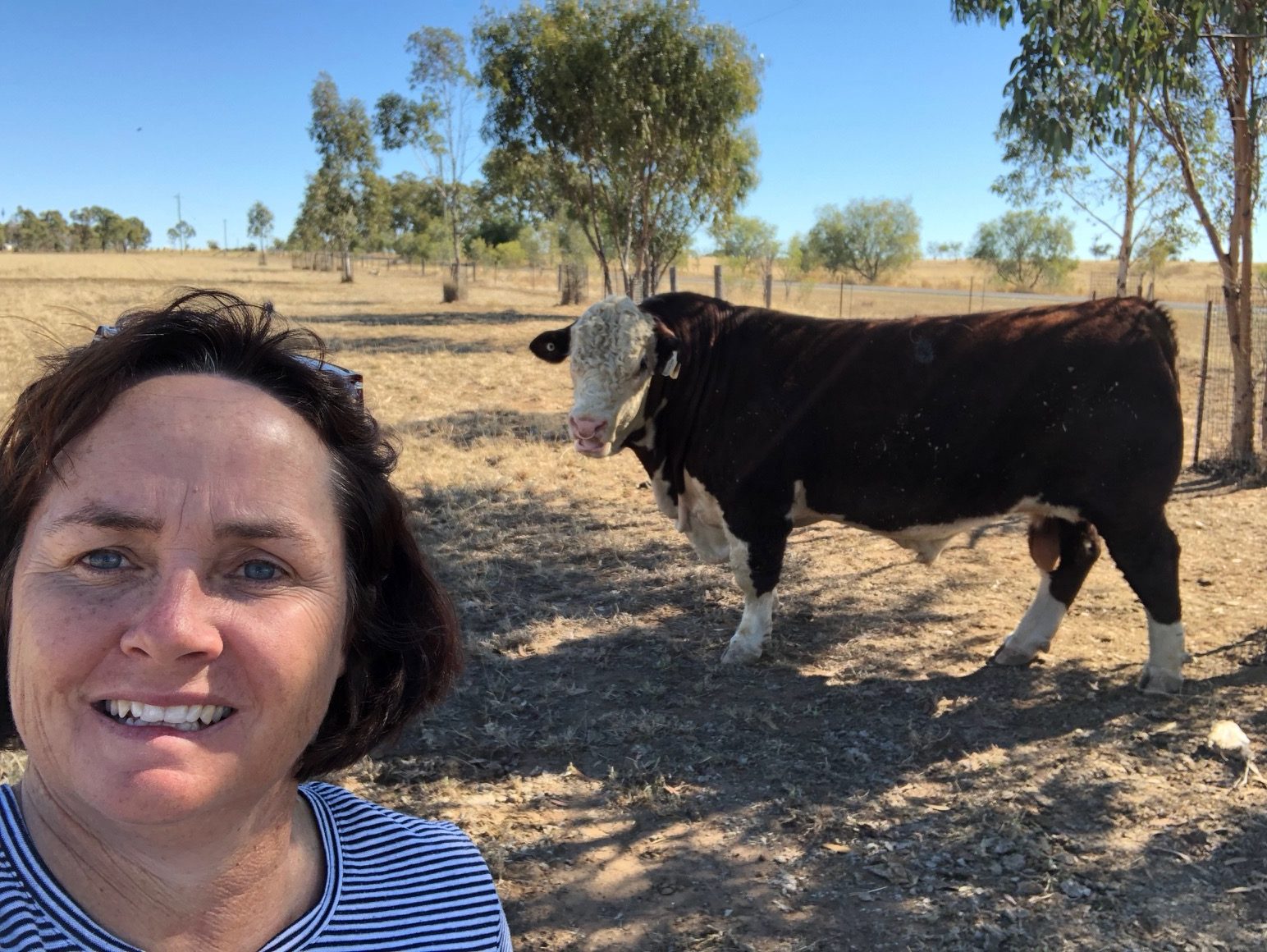 bull buying cattle sales farming agriculture Outback Queensland