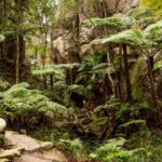 A ferny forest in Carnarvon Gorge