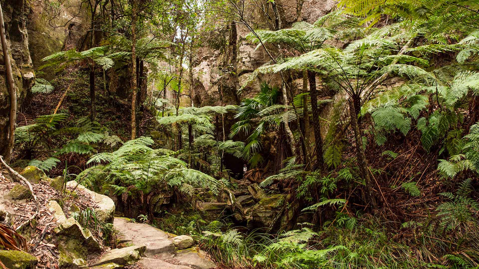 A ferny forest in Carnarvon Gorge