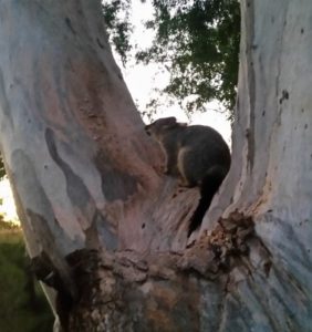 Possum in a tree