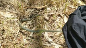 Green Tree Snake on Boobook Ecotour