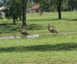 adult emus in town near watering hole