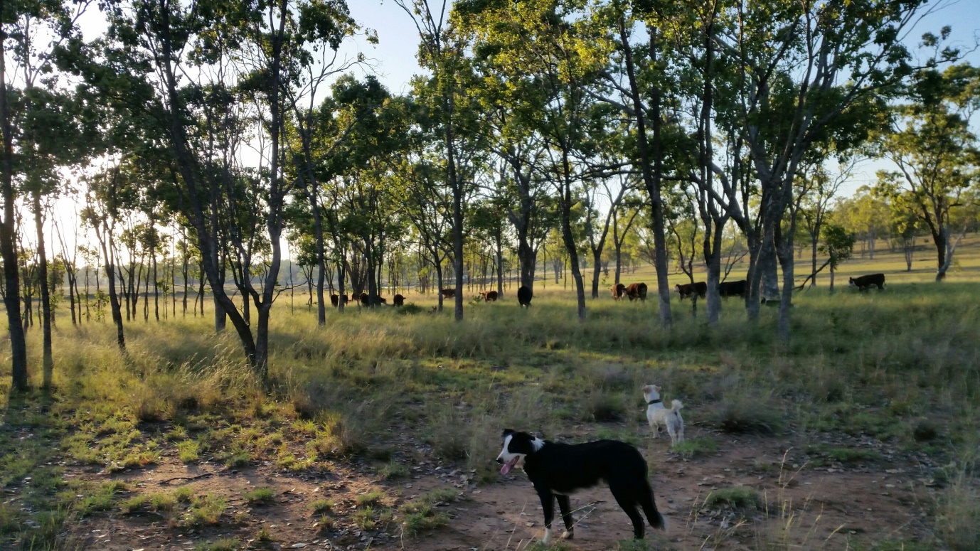 mustering dogs