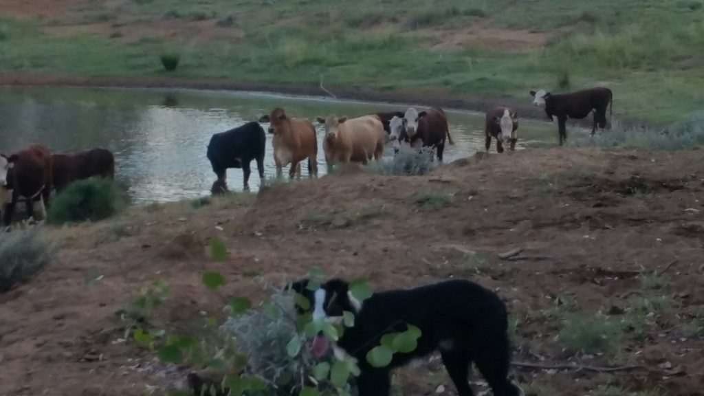 dogs mustering cattle by the dam