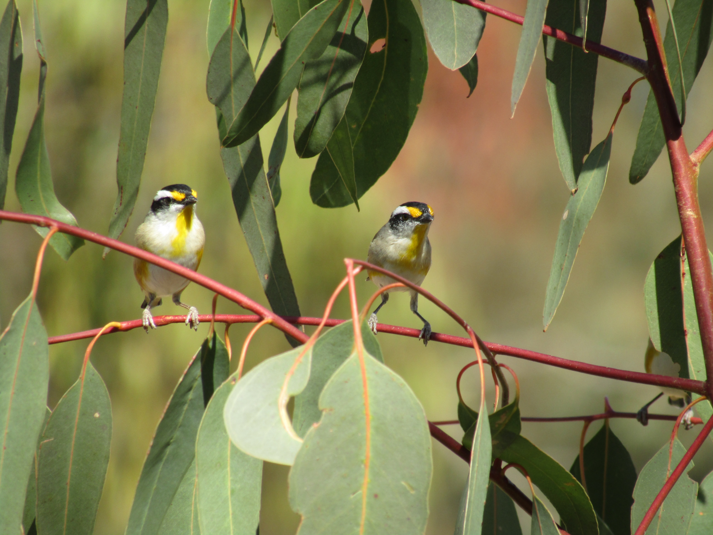 Pardalotes small bird outback Queensland ecology ecotourism