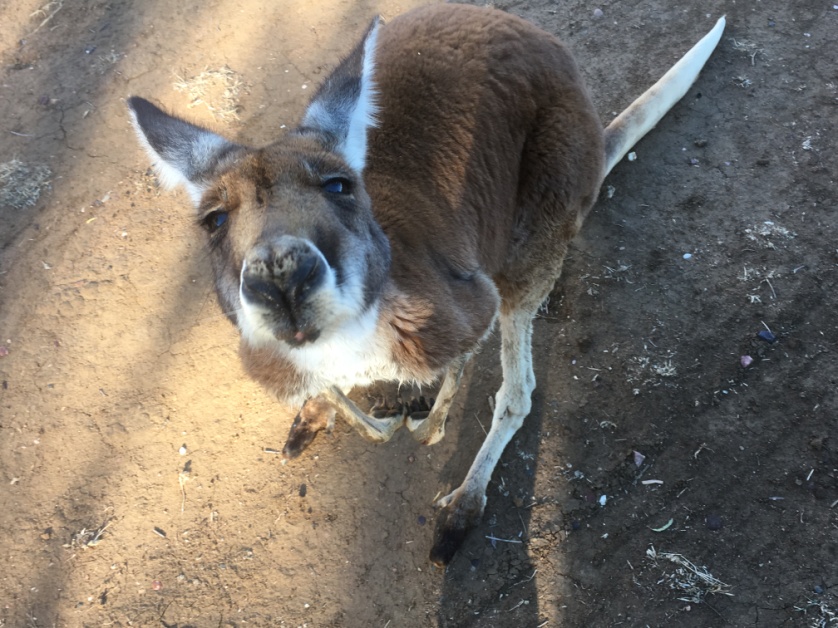 red kangaroo outback queensland roma farm wildlife tours ecotourism