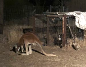 Red Kangaroo ecotours ecologists guides what to do in Roma