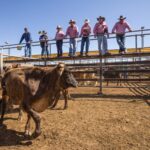 Seven men standing on a ramp overlooking Roma Sale Yards