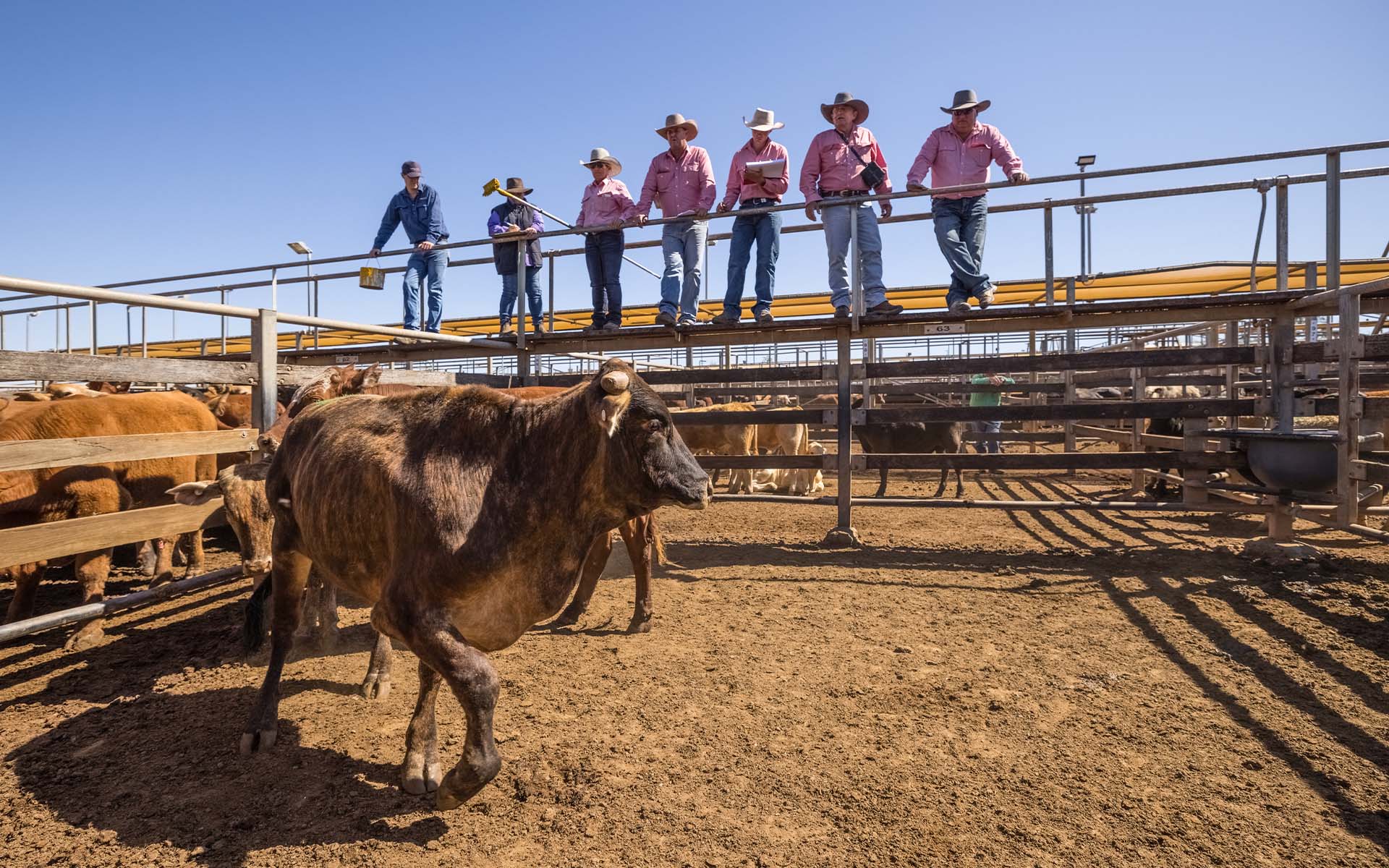 Seven men standing on a ramp overlooking Roma Sale Yards