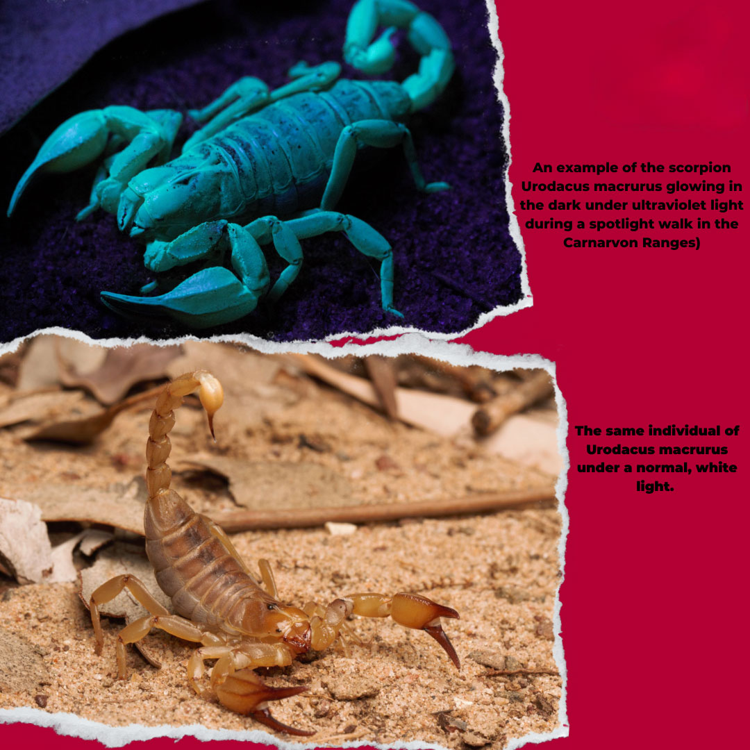 scorpion under ultra-violet light, compared to scorpion in day light