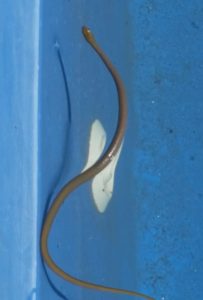 Legless Lizard in Roma, Outback Queensland ecotours