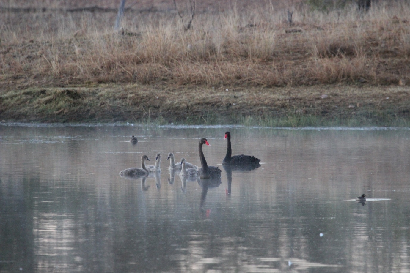 swans on dam at farm ecology rural outback Queensland Roma